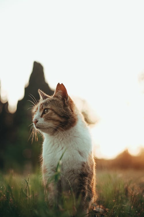 Fotobanka s bezplatnými fotkami na tému domáce zvieratá, domáci, mačací