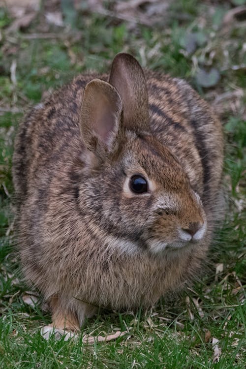 兔子, 動物攝影, 垂直拍攝 的 免費圖庫相片