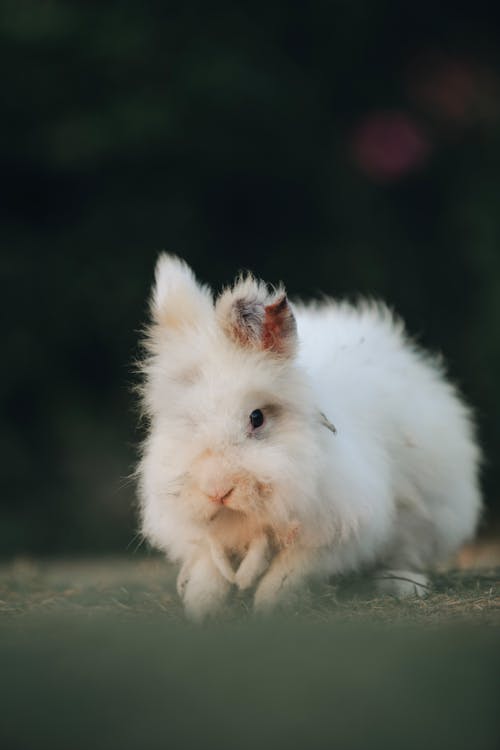 Foto stok gratis binatang, cute, kelinci