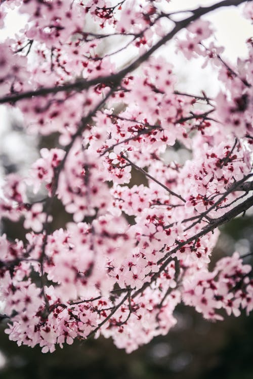Close-up of a Cherry Tree in Spring