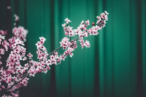 Close-up of a Cherry Tree Branch in Spring 