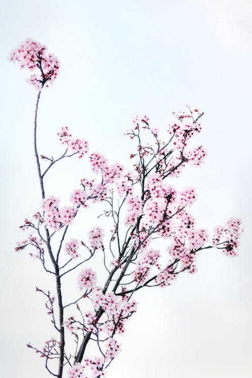 A Tree in Spring