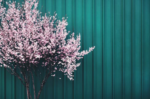 Cherry Blossoms on a Branch 