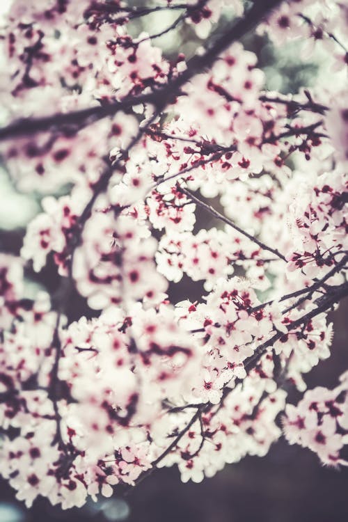 Cherry Blossoms on a Tree 