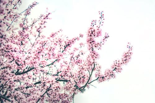 Pink Blossoms on a Tree 