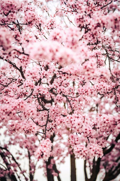 Foto profissional grátis de árvore, árvore de cereja, beleza