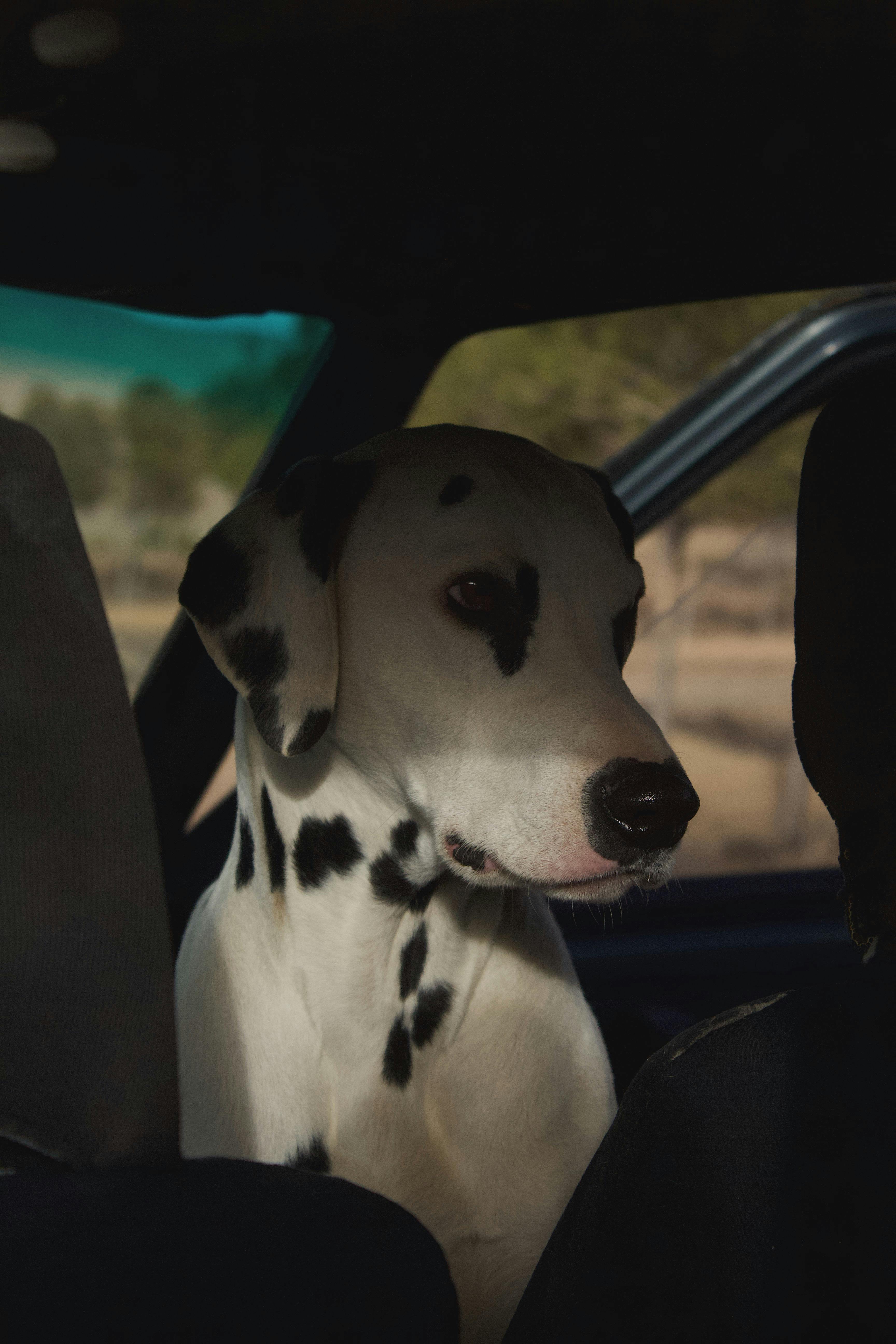 Dog Sitting in a Car