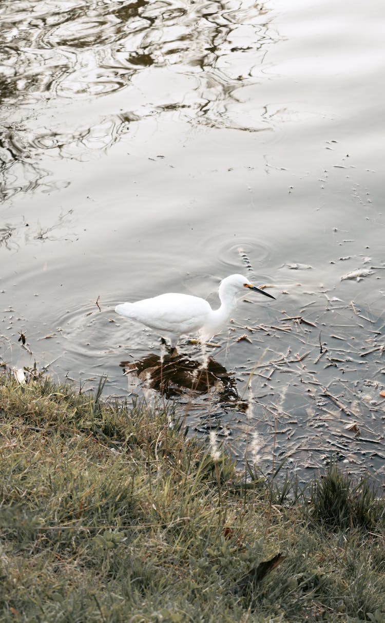 White Heron In A Lake 