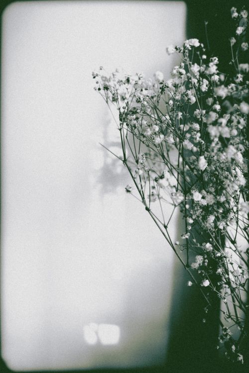 Free Elegant grayscale photo of baby's breath flowers capturing simplicity and calm. Stock Photo