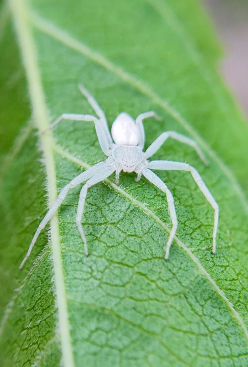 Close-up of Spider Sitting on Green Leaf