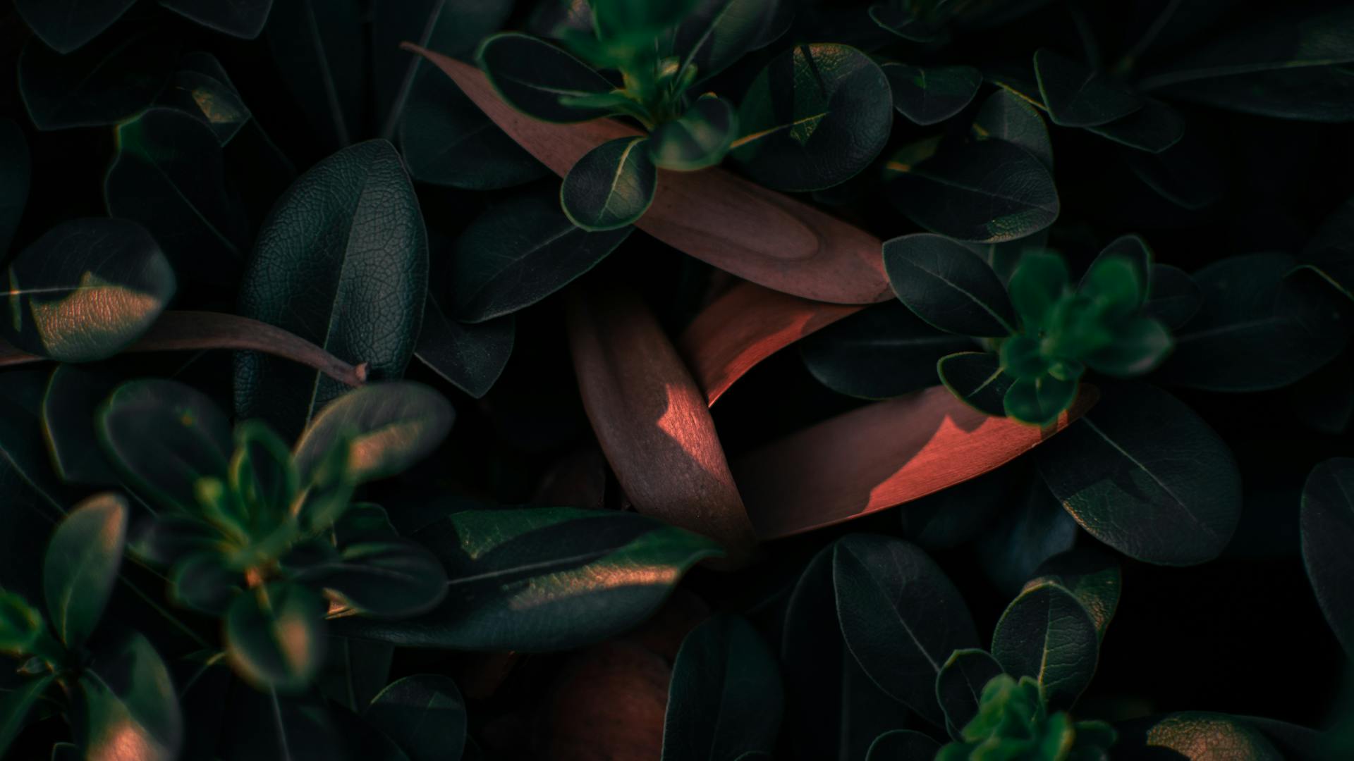 Dark green leaves with contrasting light create a moody, natural composition perfect for backgrounds.