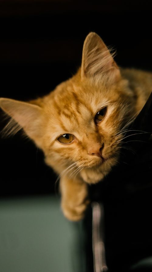 Free Charming close-up of a ginger cat's face with focus on its eyes and whiskers. Stock Photo