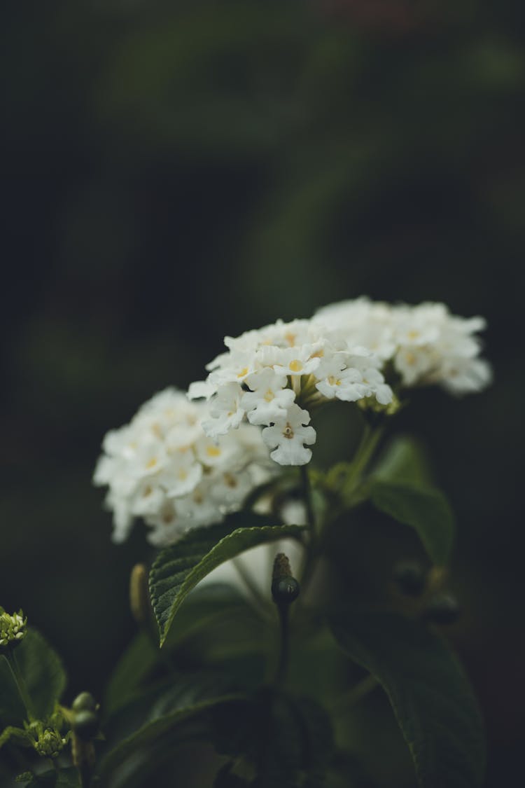 Flowers On Lantana Camara