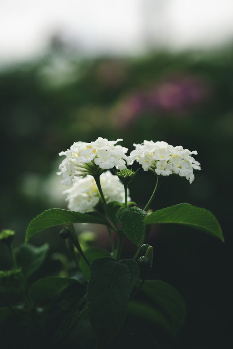 Close Up Of Lantana Camara