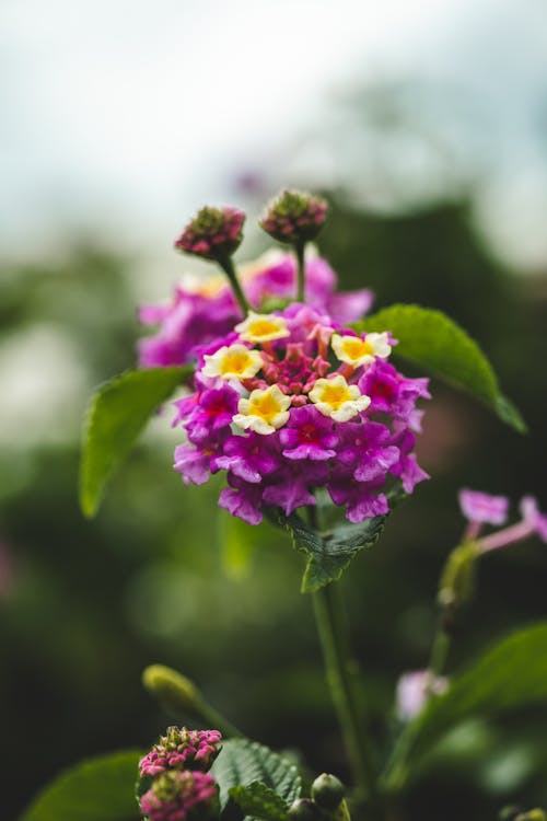 Close-up of Purple Lantana Flowers