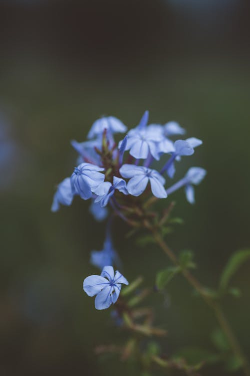 Gratis stockfoto met bladeren, blauw, bloemblaadjes