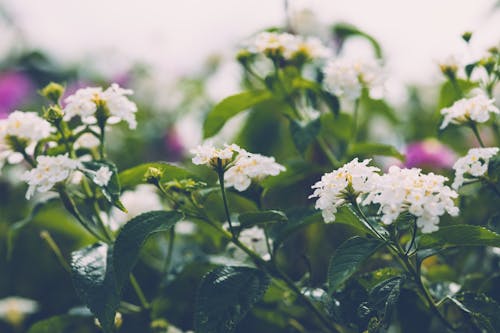 Fotobanka s bezplatnými fotkami na tému biela lantana, flóra, jemný