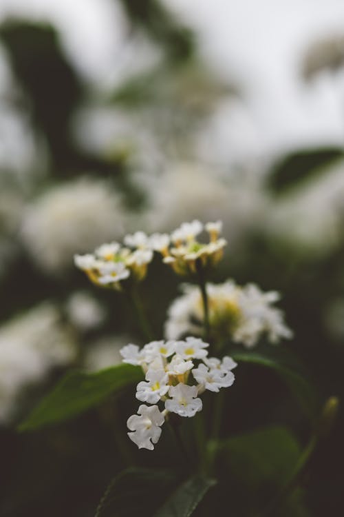 Foto d'estoc gratuïta de blanc, flors, fons de pantalla per al mòbil