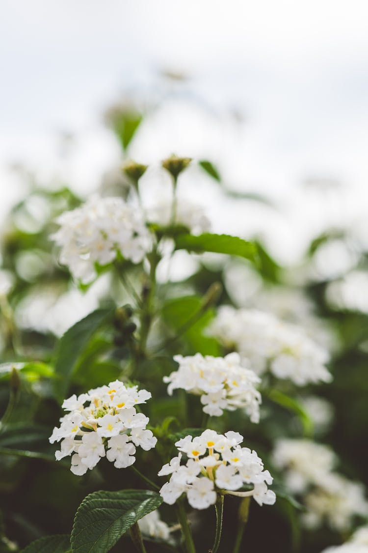 Petals Of Lantana Camara Flowers