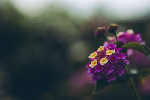 Fotobanka s bezplatnými fotkami na tému fialová lantana, flóra, jemný