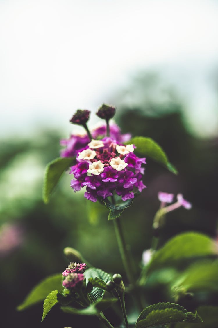 Purple And White Lantana Camara