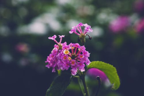 Close-up of a Purple Lantana Flower