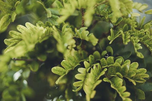 나뭇잎, 녹색, 식물의 무료 스톡 사진