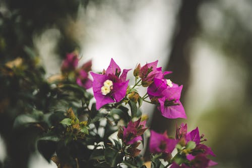 Immagine gratuita di avvicinamento, fiori, foglie