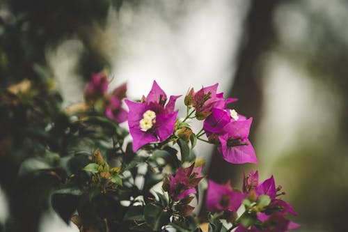 Gratis stockfoto met bladeren, bloemblaadjes, bloemen