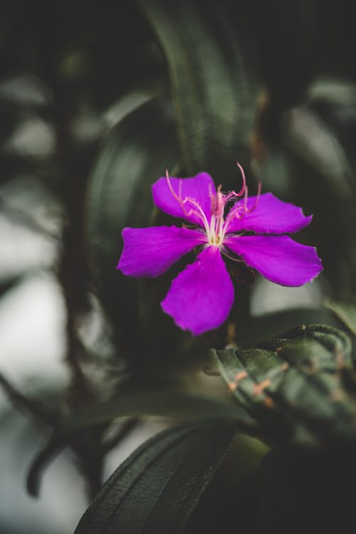 Základová fotografie zdarma na téma čerstvý, detail, fialová