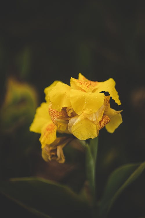 Gratis lagerfoto af blomst, frisk, gul