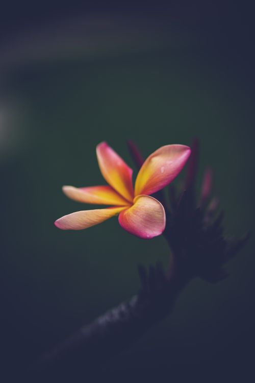 Free Close-up of a vibrant pink and yellow frangipani flower with blurred background. Stock Photo