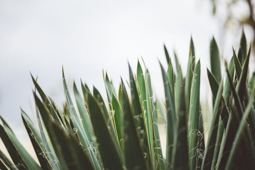 Gratis stockfoto met agave, detailopname, fabriek