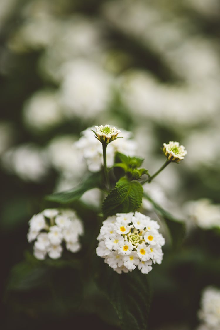 Lantana Camara Petals