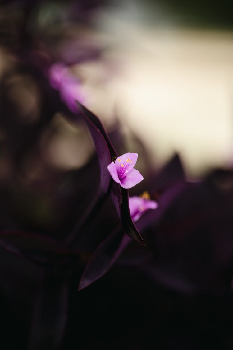 Small, Purple Flowers