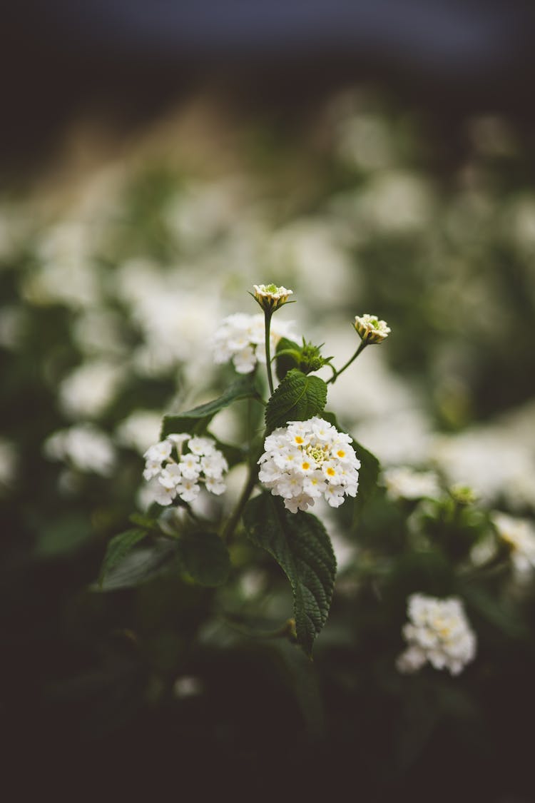 Lantana Camara In Nature