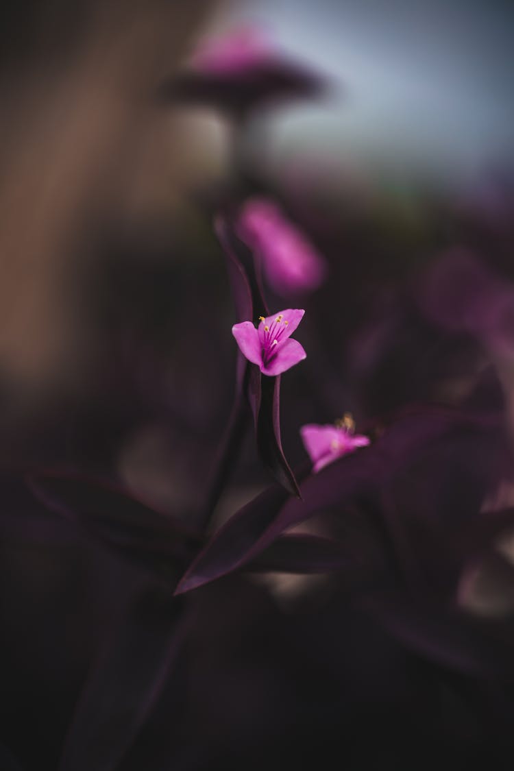 Close Up Of Small, Purple Flowers