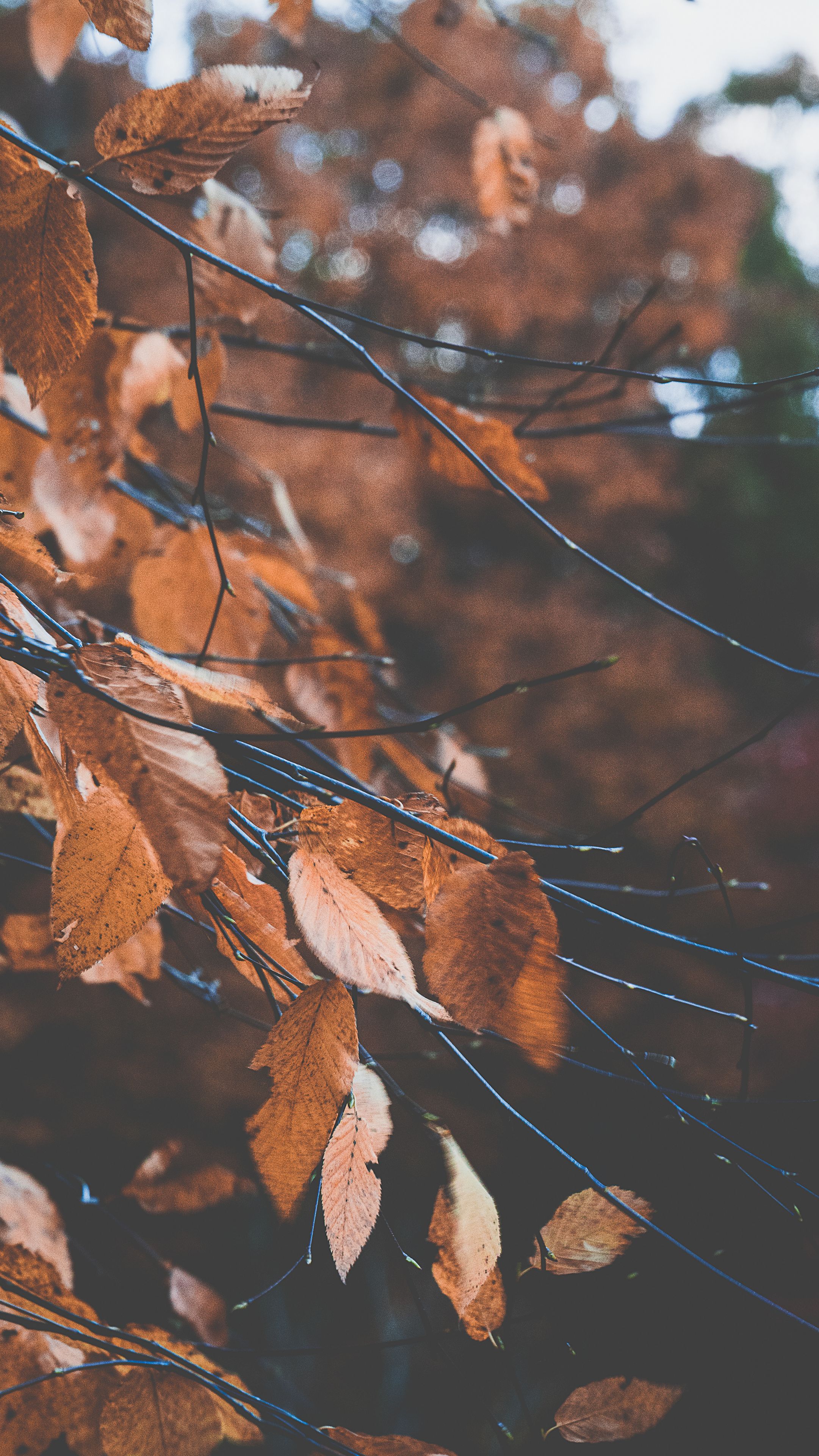 Nature Change Photos, Download The BEST Free Nature Change Stock Photos ...