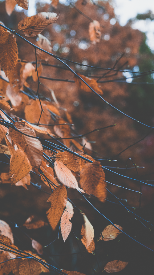 Free Close-up of autumn leaves on branches in soft focus, capturing the essence of fall. Stock Photo