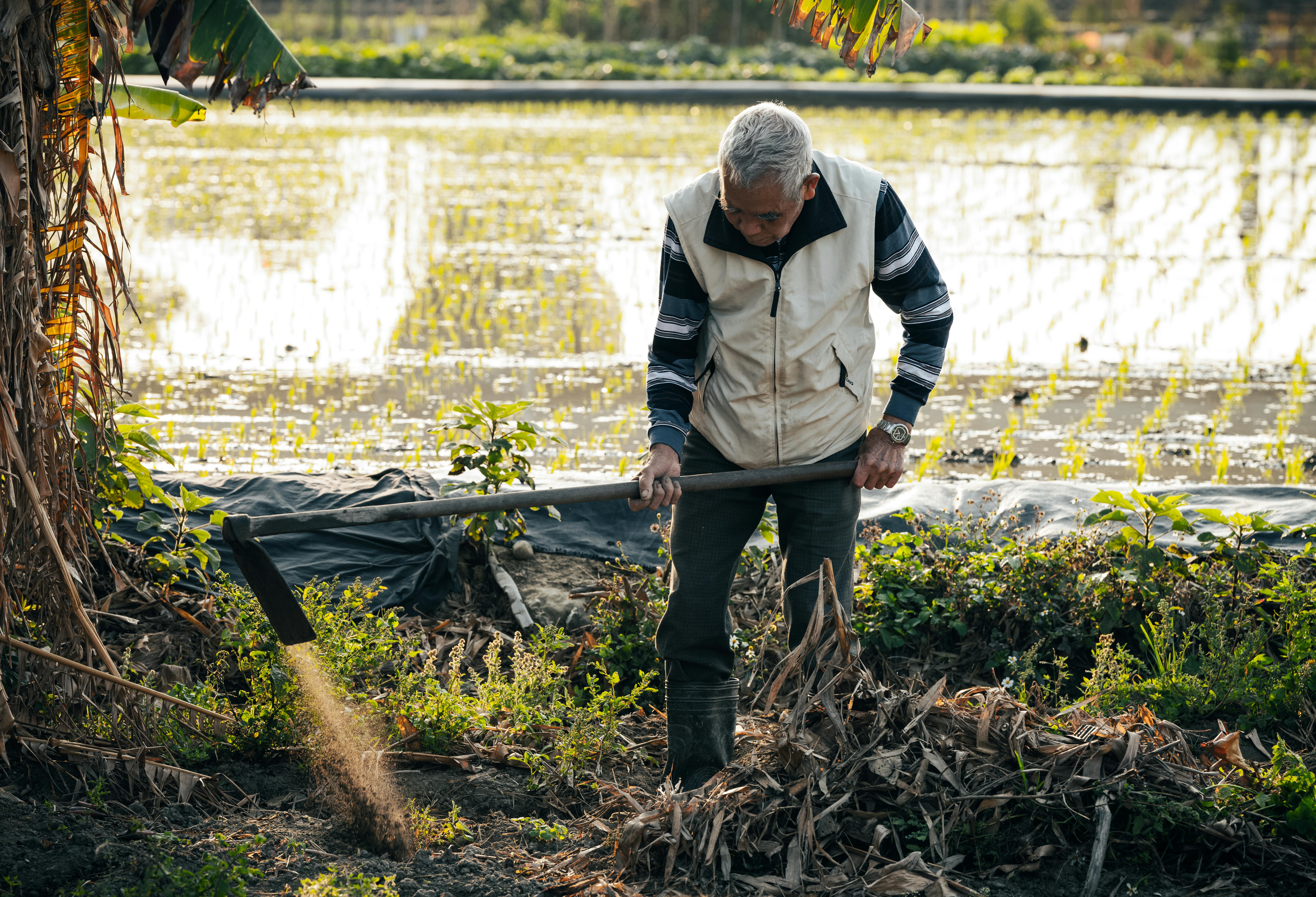Free Elderly man cultivating soil with a hoe near a rice paddy during daytime. Stock Photo