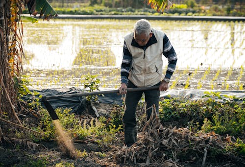 Free Elderly man cultivating soil with a hoe near a rice paddy during daytime. Stock Photo