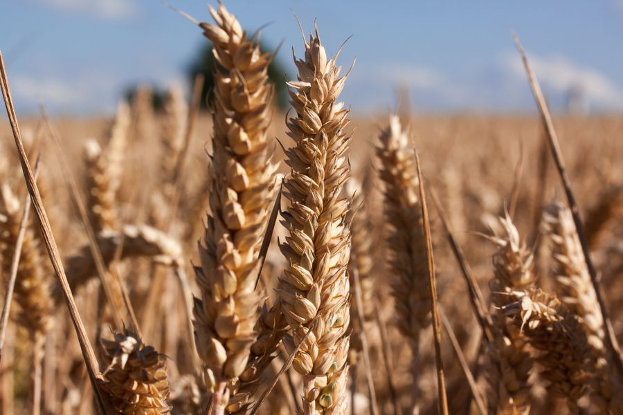 Ripe grain ears ready for harvest