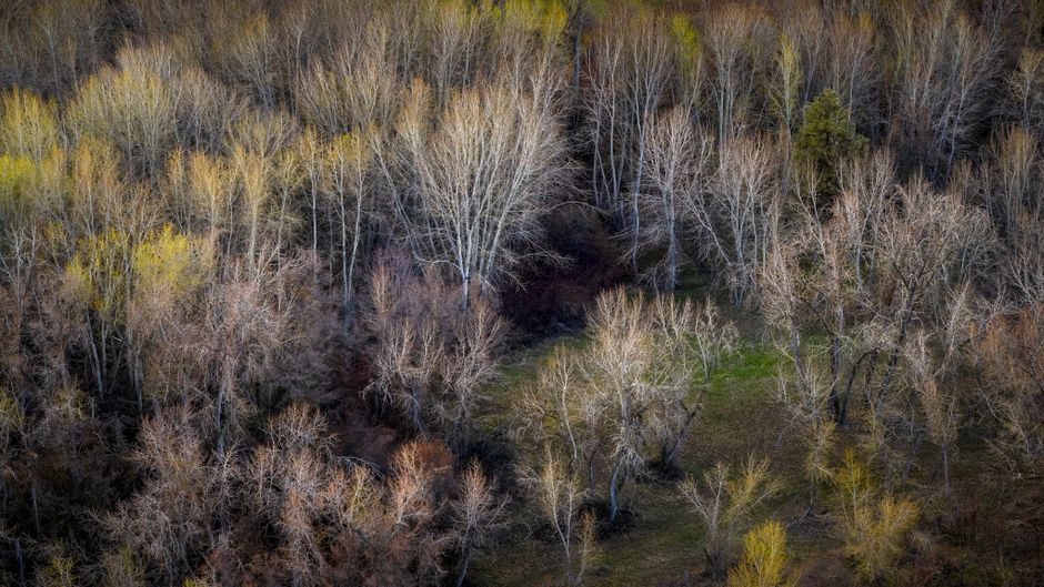 Fotomural Vista aérea en ángulo alto de un sereno bosque de otoño en Wenatchee, Washington. Capturado con colores estacionales vívidos.