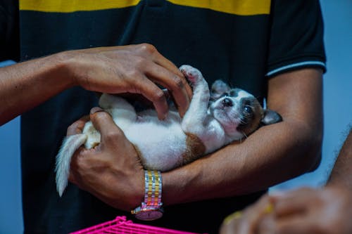 Základová fotografie zdarma na téma pouliční pes, přijetí, roztomilé štěně