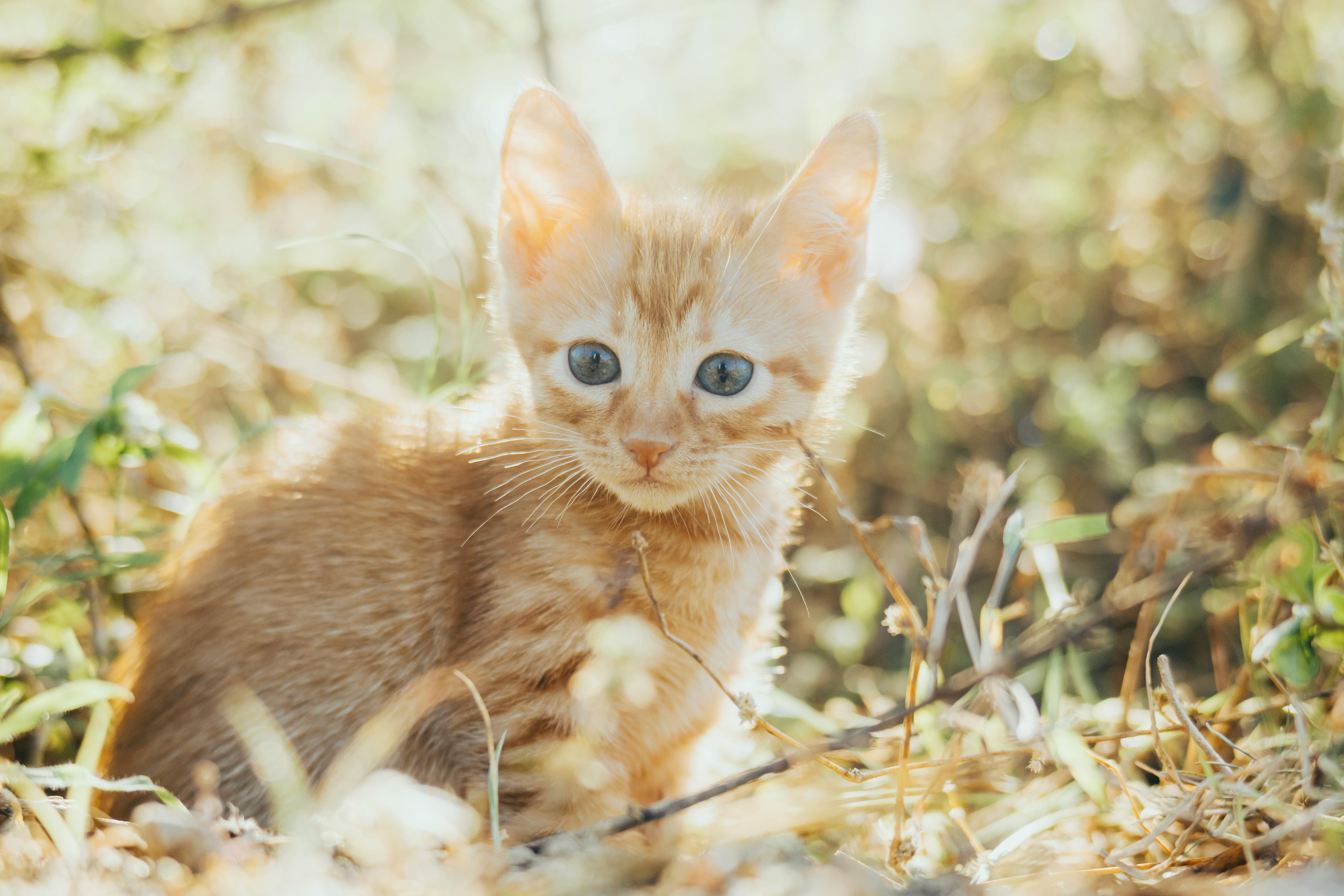 Close up of Kitten among Branches · Free Stock Photo, image size:1125x750