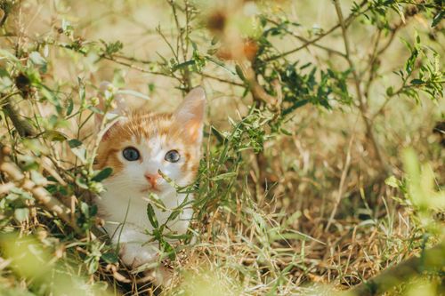 Free Cute ginger kitten peeks from behind green leaves, blending with nature. Stock Photo
