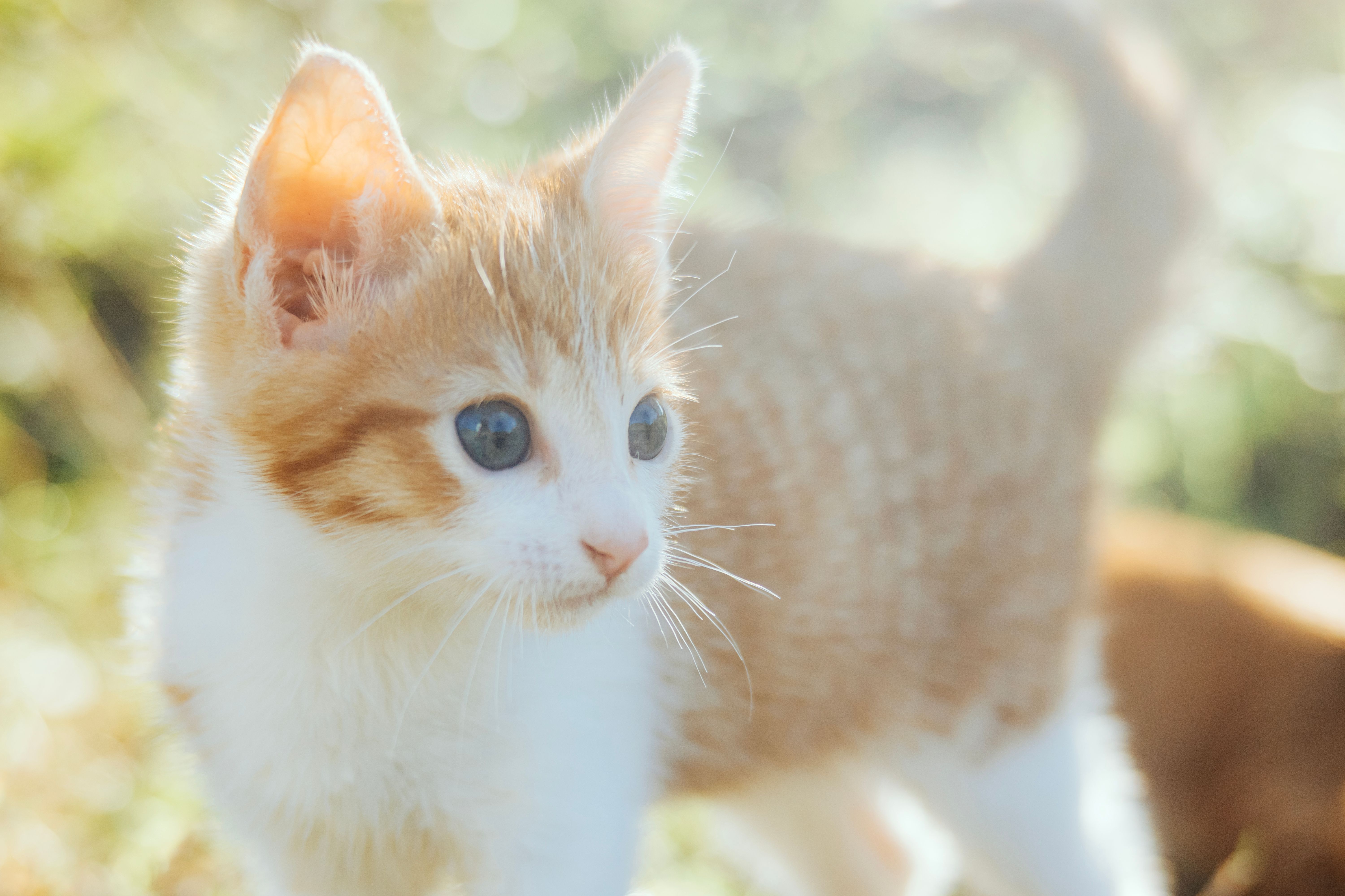 pet insurance pet wellness — Photo by Nothing Ahead on Pexels