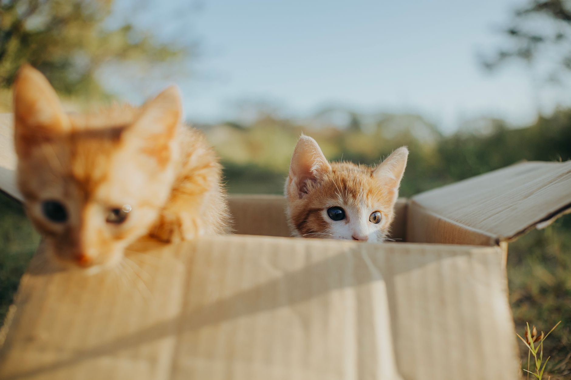 Two cute orange kittens playfully exploring a cardboard box outdoors on a sunny day.