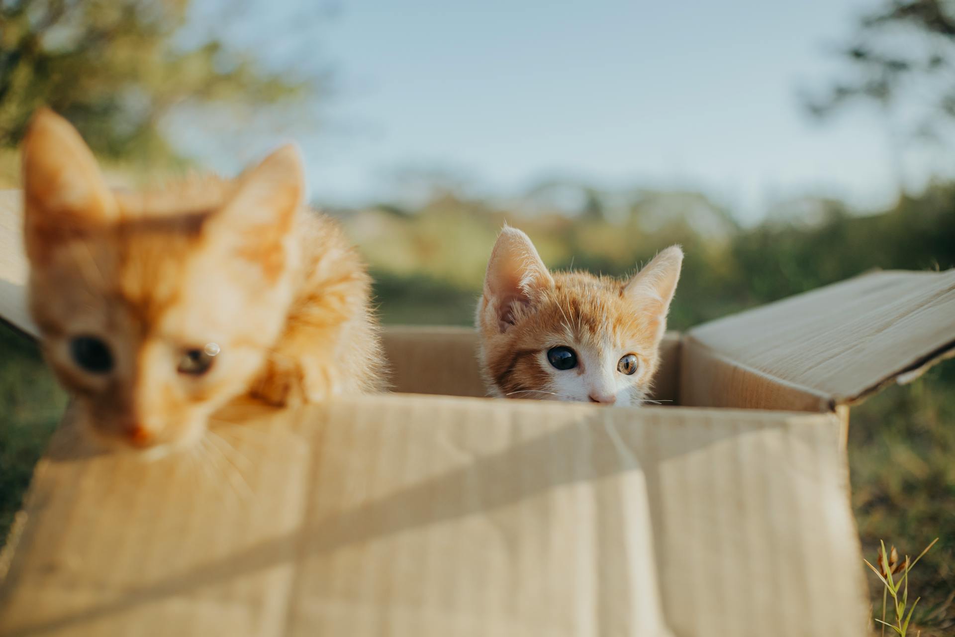 Kittens in Box