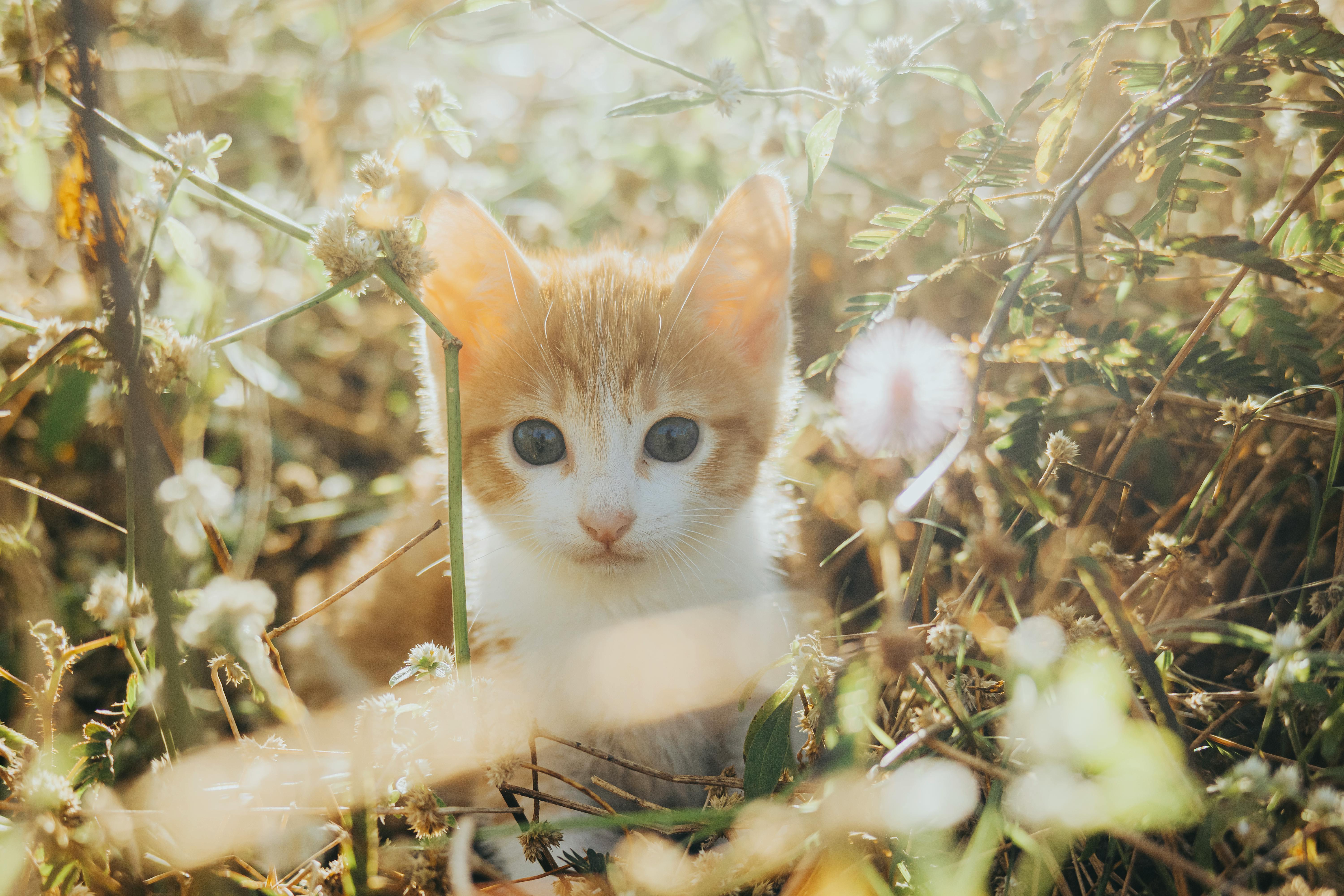 Spring Season Pet Safety Tips - WGN — Photo by Nothing Ahead on Pexels